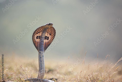Indian Cobra with Hood Expanded in Dry Grassland snake reptile
