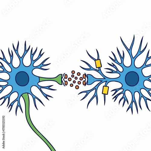 Nerve cell activity demonstrates synaptic transmission, showing neuron connections and neurotransmitter release.