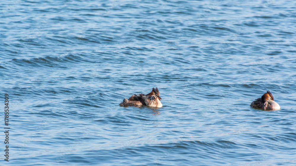 Fototapeta premium The waterfowl bird, great crested grebe with chick, swimming in the lake.