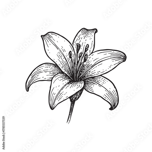 hand-drawn sketch of a white lily isolated on a white background