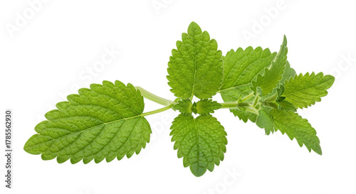 Fresh Green Lemon Balm Herb Leafy Branch with Visible Veins and Small White Spots Isolated On A transparent Background