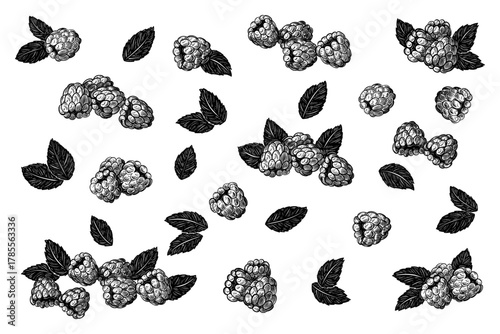 Set of raspberry berry with leaves. Vector black ink isolated illustration in sketch line style