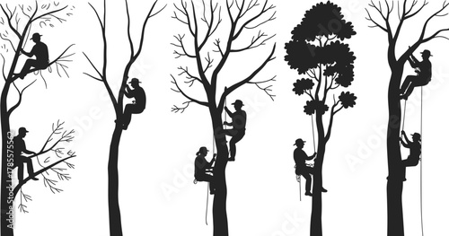Tree climbers and arborists working on tall trees using ropes and harnesses, forestry maintenance workers, black and white silhouette illustration