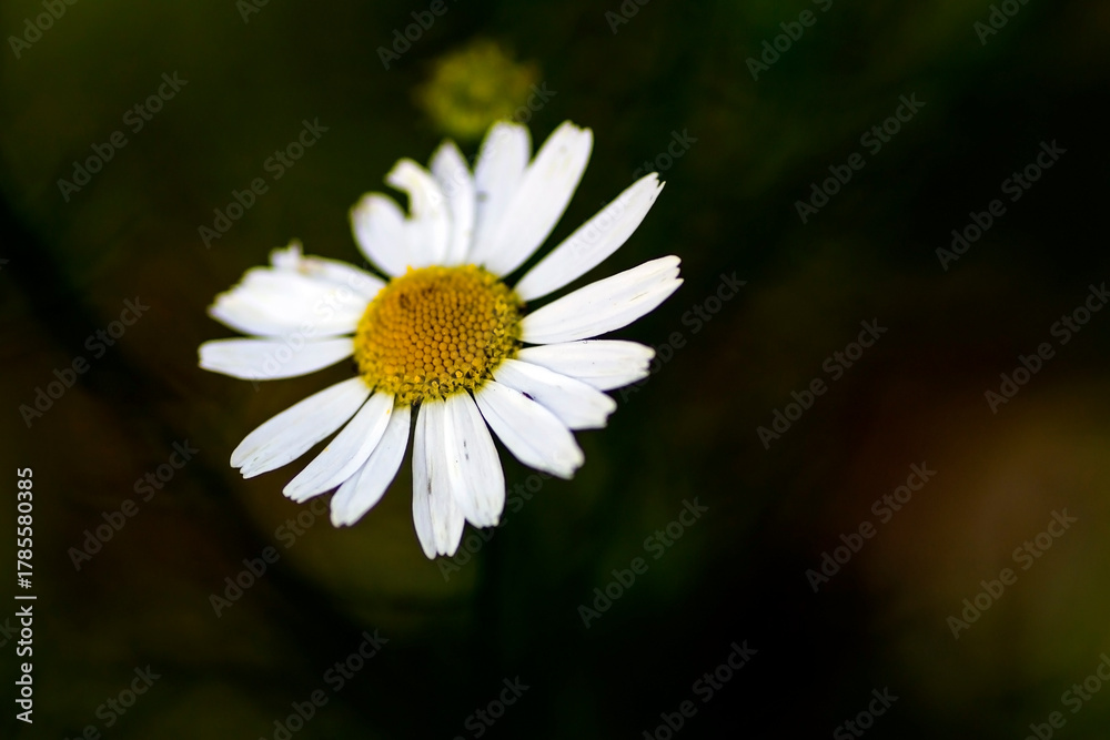 Fototapeta premium chamomile flowers on a blurred natural background