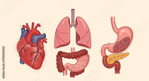 Vector illustrations of vital human internal organs, featuring the heart, lungs, and key digestive system components like the stomach, intestines, and pancreas.