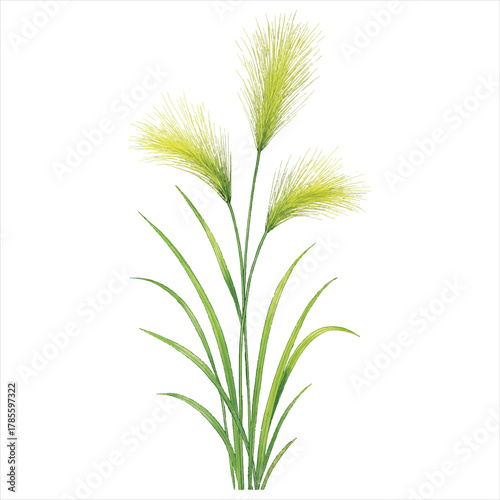 Botanical Grass Illustration – Elegant Oxtail Plant Clip art for Nature and Garden Design