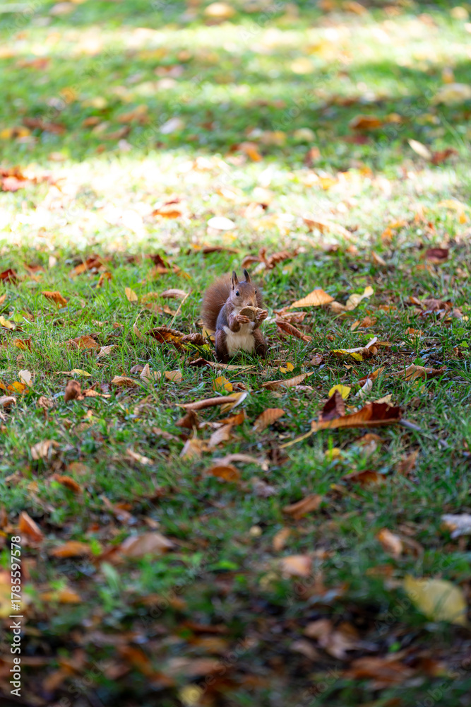 Obraz premium squirrel in the forest