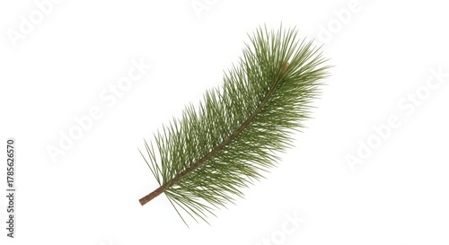 Green pine branch close-up detail realistic natural element photography isolated on white background