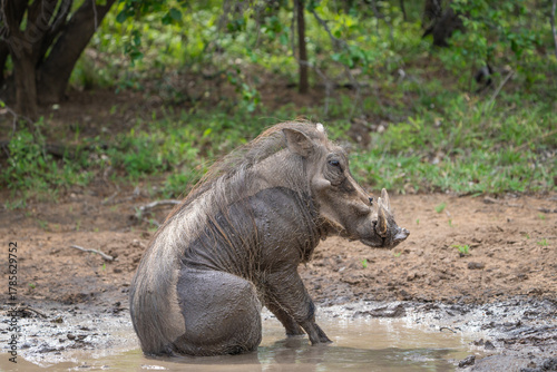 A huge warthog male sits in a muddy waterhole after having a mud bath, Greater Kruger. 
