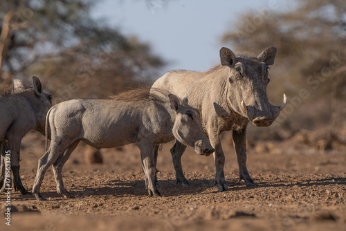 A female warthog standing with her two piglets in the dry landscape of Botswana. 