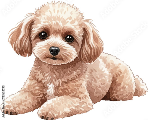 伏せをするトイプードル