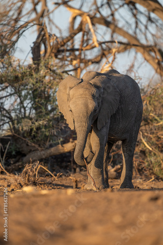 A young African elephant calf standing in the dry landscape of Mashatu, Botswana. 