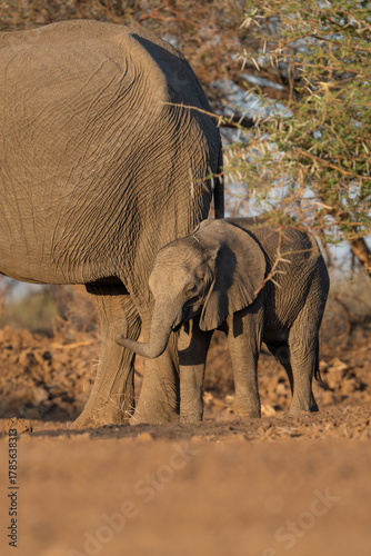 African elephant calf standing behind its mother in the dry landscape of Mashatu Game Reserve, Botswana. 