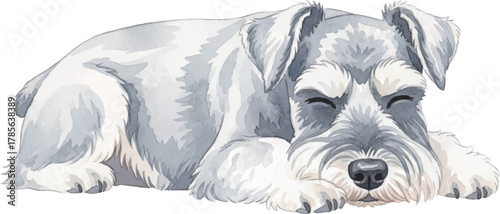 寝ているミニチュアシュナウザー