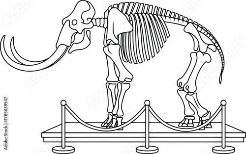 Mammoth skeleton displayed in museum natural history exhibit prehistoric animal remains
