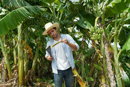 The gardener is working hard to take care of his banana plantation.