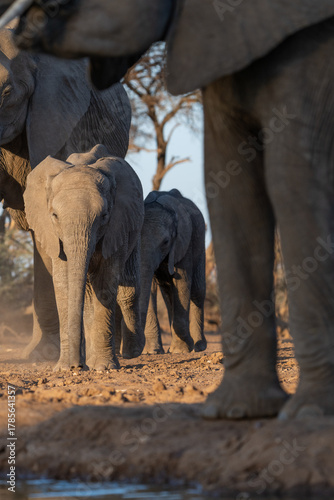 Low angle portrait of a young African elephant calf standing between the legs of the rest of the herd, Mashatu Game Reserve. 