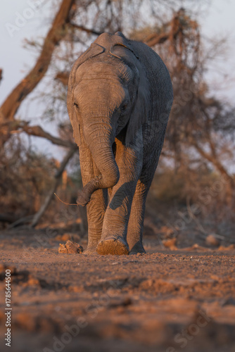 A young African elephant calf standing and sniffing the soil, Botswana. 