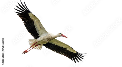 White stork, with outstretched wings in flight showing red beak and legs, cutout, PNG isolated on white or transparent background
