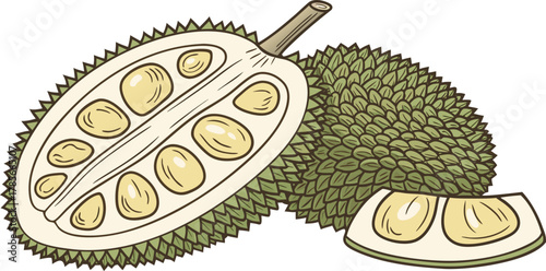 The jackfruit is a large tropical fruit with a spiky green outer skin and soft, golden-yellow edible pods inside. The pods are sweet and aromatic when ripe, with a flavor often compared to a mix of ba