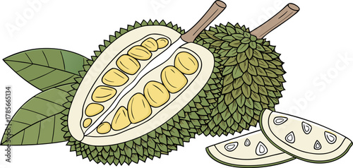 The jackfruit is a large tropical fruit with a spiky green outer skin and soft, golden-yellow edible pods inside. The pods are sweet and aromatic when ripe, with a flavor often compared to a mix of ba