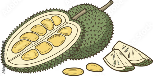 The jackfruit is a large tropical fruit with a spiky green outer skin and soft, golden-yellow edible pods inside. The pods are sweet and aromatic when ripe, with a flavor often compared to a mix of ba