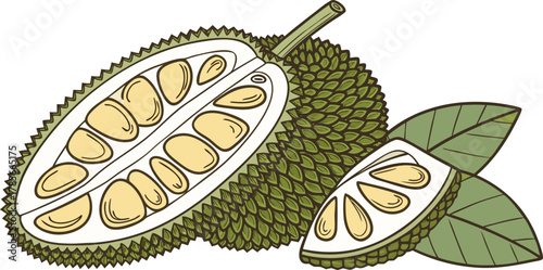 The jackfruit is a large tropical fruit with a spiky green outer skin and soft, golden-yellow edible pods inside. The pods are sweet and aromatic when ripe, with a flavor often compared to a mix of ba