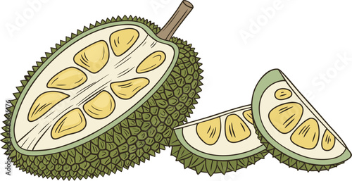The jackfruit is a large tropical fruit with a spiky green outer skin and soft, golden-yellow edible pods inside. The pods are sweet and aromatic when ripe, with a flavor often compared to a mix of ba