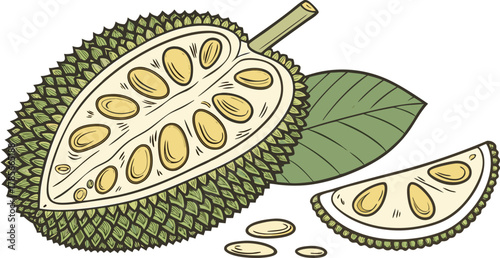 The jackfruit is a large tropical fruit with a spiky green outer skin and soft, golden-yellow edible pods inside. The pods are sweet and aromatic when ripe, with a flavor often compared to a mix of ba