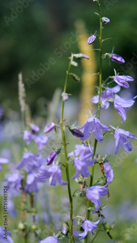 Close-up of a group of round-leaved bellflowers