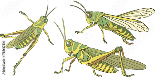 Three watercolor paintings of grasshoppers are depicted against a stark white background. The grasshoppers are the main subject, each rendered in a realistic, illustrative style with meticulous detail