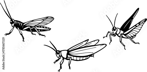 Three watercolor paintings of grasshoppers are depicted against a stark white background. The grasshoppers are the main subject, each rendered in a realistic, illustrative style with meticulous detail