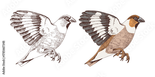 Hawfinch bird hand drawn vector illustration