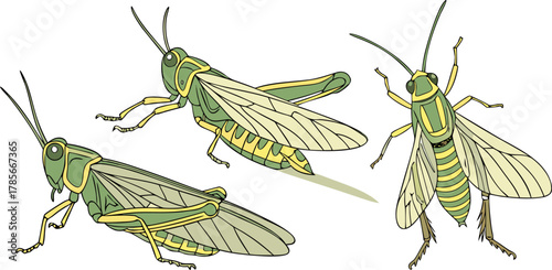 Three watercolor paintings of grasshoppers are depicted against a stark white background. The grasshoppers are the main subject, each rendered in a realistic, illustrative style with meticulous detail