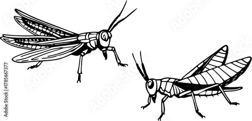 Three watercolor paintings of grasshoppers are depicted against a stark white background. The grasshoppers are the main subject, each rendered in a realistic, illustrative style with meticulous detail