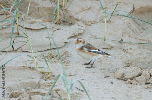 A rare Snow Bunting, Plectrophenax nivalis, feeding on a beach.