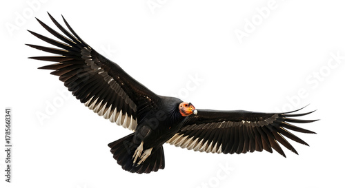 California Condor, with wings spread wide in flight, cutout, PNG isolated on white or transparent background