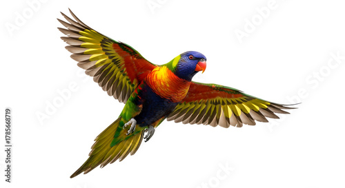 Rainbow Lorikeet, in Flight with Wings Spread Wide, cutout, PNG isolated on white or transparent background