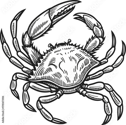 A detailed, black and white illustration of a crab centered on a white background. The crab is depicted in a top-down view, showcasing its entire body. It has a rounded carapace with detailed hatched 