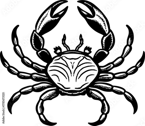 A detailed, black and white illustration of a crab centered on a white background. The crab is depicted in a top-down view, showcasing its entire body. It has a rounded carapace with detailed hatched 