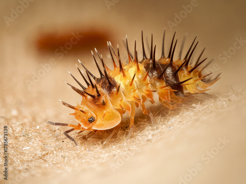 Cloporte Laureola sp. “durian” – macro naturaliste d’un isopode terrestre orangé aux épines noires, famille Armadillidae