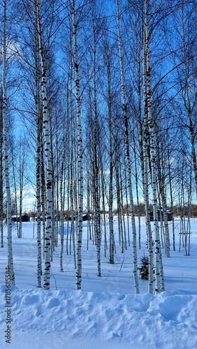 birch forest in winter