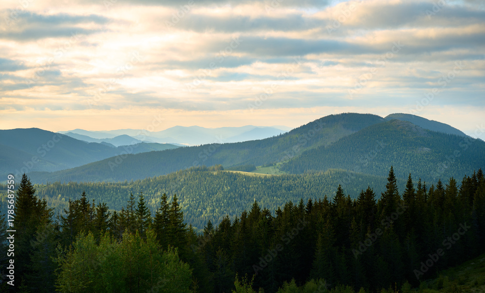 Obraz premium Summer background of the mountains. Breathtaking summer day in wild mountains with coniferous forest and green slopes. Scenic view of the morning mountains. Carpathian vivid landscapes.