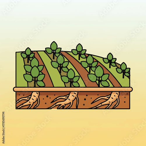 Field of crops with visible roots below ground