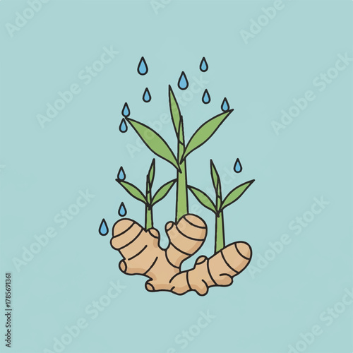 Ginger plant growing with water droplets falling