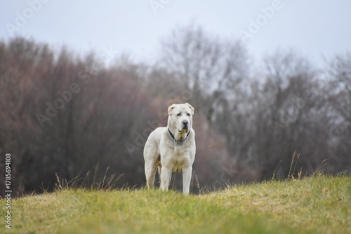 portrait of a Central Asian Shepherd dog on a natural background