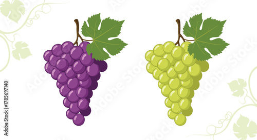 Two vibrant bunches of fresh grapes, one purple and one green, complete with stems and leaves, presented on a clean white background.