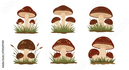 Collection of illustrations showing various groups of brown cap mushrooms growing in green grass on a white background.