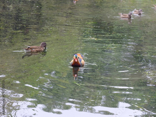 ducks on the lake with lotus leaves in a fresh garden at West Lake (Xi Hu), Hangzhou, China. A vibrant, refreshing scene showcasing tranquil waters in the famous lakeside park.