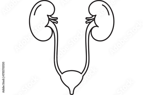 Simple line drawing of human kidneys and bladder isolated on white background